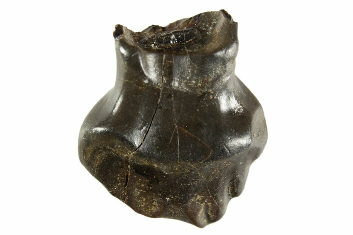 Fossil Nodosaur Tooth - Judith River Formation #313220